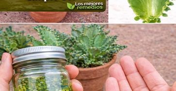 660459931 1514213033598734 6503478591301688374 n 363x188